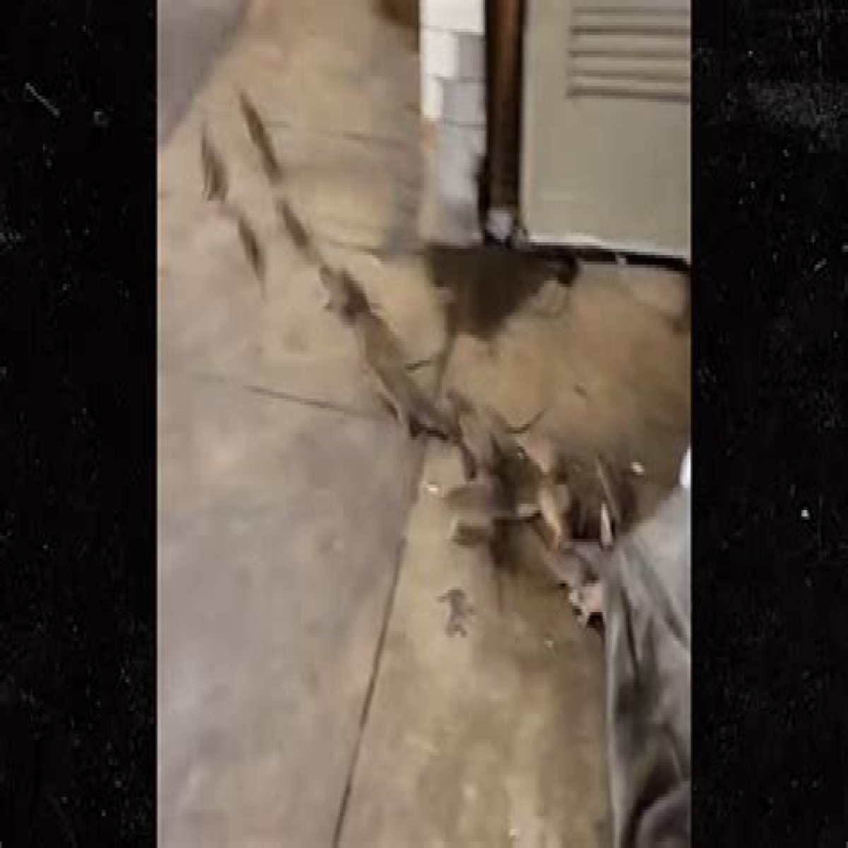 Rats Run Out From Under Homeless Person's Blanket on NYC Subway Platform