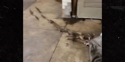 Rats Run Out From Under Homeless Person's Blanket on NYC Subway Platform